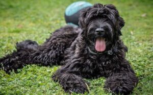 czarny-terier-rosyjski